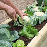 Narrow Sleeper Raised Bed
