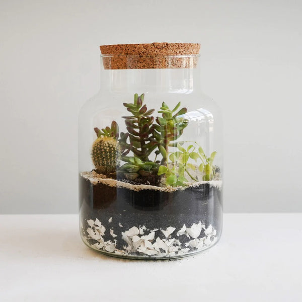 Bottle Shape Terrarium DIY Kit Medium