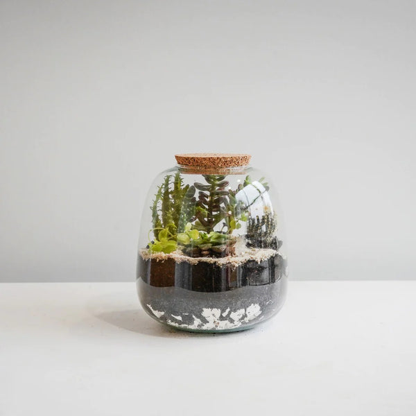 Bowl Shape Terrarium DIY Kit Medium